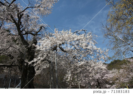 荘川桜 71383183