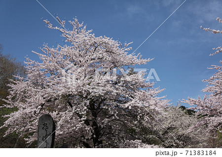 荘川桜 荘川桜 71383184