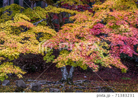 洞光寺・兵庫県　丹波篠山市　紅葉　秋イメージ 71383231