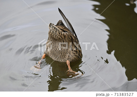水中のエサを撮るカルガモのお尻の写真素材
