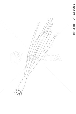 Sprouting onion isolated on white background. Lined vector illustration Sprouting onion isolated on white background. Lined vector illustration 71383563