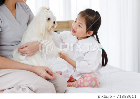 Cute Asian girl playing with Maltese on the bed. Concept family with dog at home. 71383611