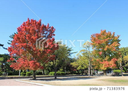 快晴の空と紅葉:タイワンフウ 快晴の空と紅葉:タイワンフウ 71383976