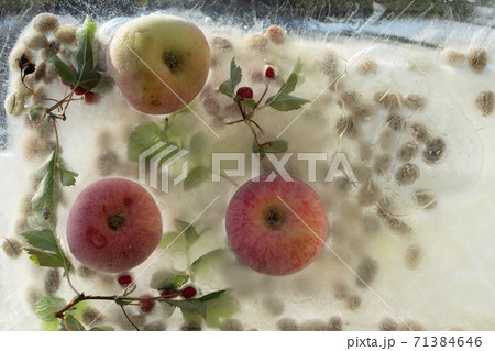 Background   fresh season apple and green coffee beans   in ice   cube 71384646