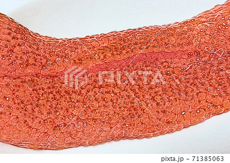 家庭的で素朴な自宅調理の未加工「鱒の子」色鉛筆画風 家庭的で素朴な自宅調理の未加工「鱒の子」色鉛筆画風 71385063