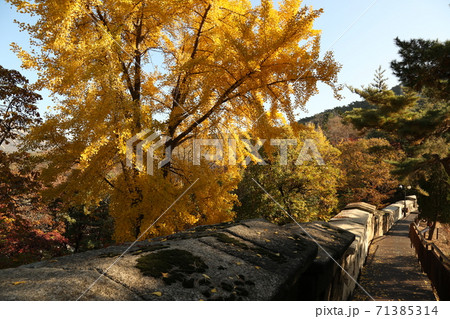木 秋 紅葉 71385314