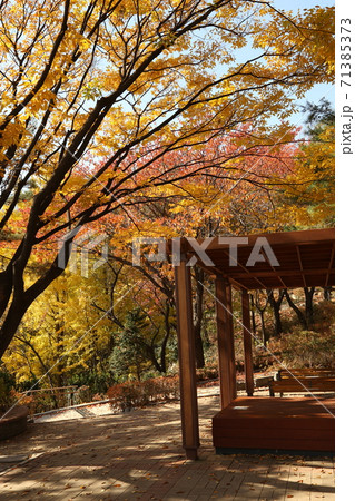 木 秋 紅葉 71385373