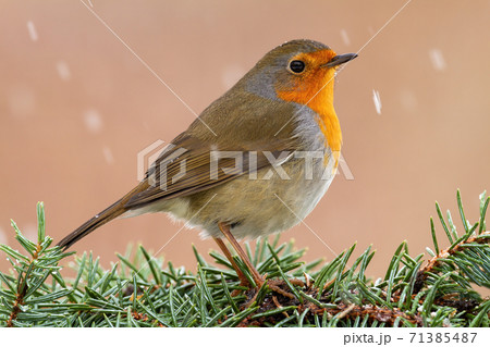 European robin sitting on tree needles during snowing. 71385487
