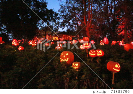 ハロウィンかぼちゃたくさんのイルミネーション夜景の写真素材