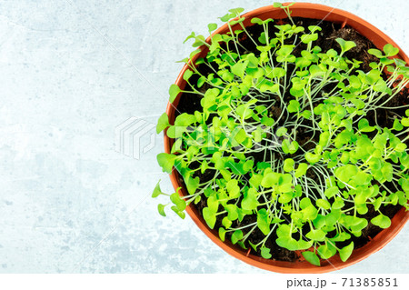 Micro greens sprouting in a planter, overhead shot with copy space Micro greens sprouting in a planter, overhead shot with copy space 71385851