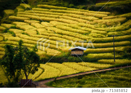 The beautiful scenery of the golden terraced rice field in Khun Pae, Chiang Mai, Thailand. 71385852