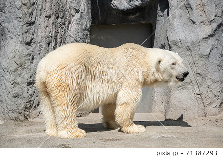 シロクマ 白熊 大きいかわいい 動物 癒し系 白の写真素材