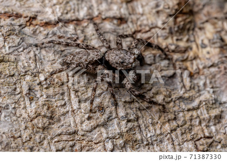 jumping spider on a tree trunk 71387330
