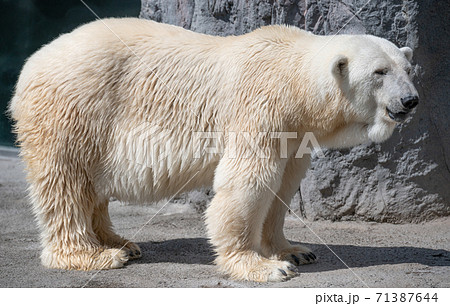 シロクマ 白熊 大きい かわいい 動物 癒し系 白の写真素材