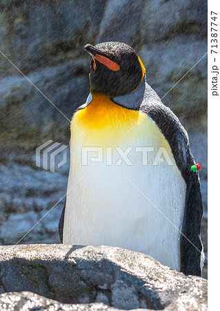 皇帝ペンギン ペンギン 大きい かわいい 動物 癒し系 の写真素材