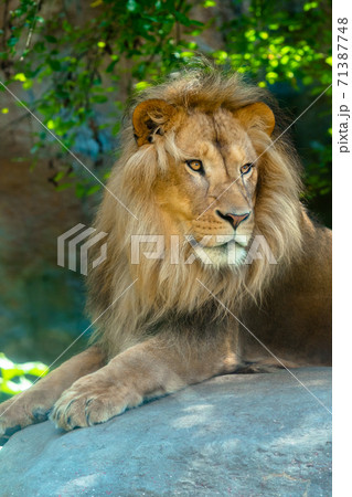 ライオン オスライオン 大きい 動物 カッコいい たてがみ の写真素材