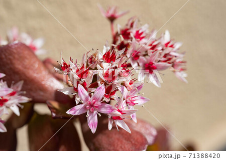 庭に咲くカゲツの花 庭に咲くカゲツの花 71388420