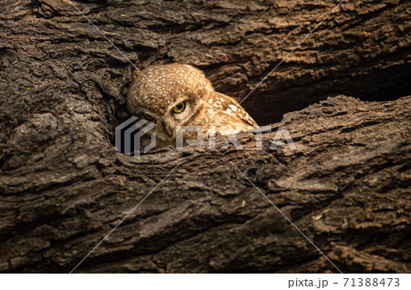 spotted owlet or Athene brama perched on a textured dead tree trunk in his nest at keoladeo ghana national park or bharatpur bird sanctuary rajasthan india 71388473