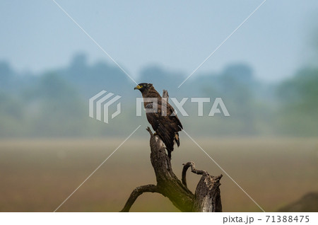 Crested Serpent Eagle or Spilornis cheela migratory bird portrait with natural scenic landscape background at keoladeo ghana national park or bharatpur bird sanctuary rajasthan india 71388475