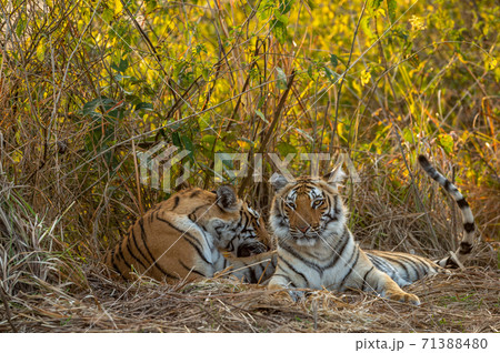 Two Wild tiger cubs or sibling closeup with natural bonding and togetherness behavior at dhikala of jim corbett national park or tiger reserve Ramnagar uttarakhand india - panthera tigris tigris 71388480