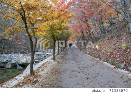 ガンチョンサン 淳昌郡 秋 71388676