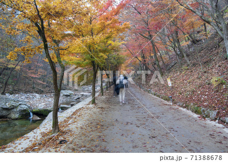 ガンチョンサン 淳昌郡 秋 71388678