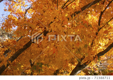 植物 秋 紅葉 71388711