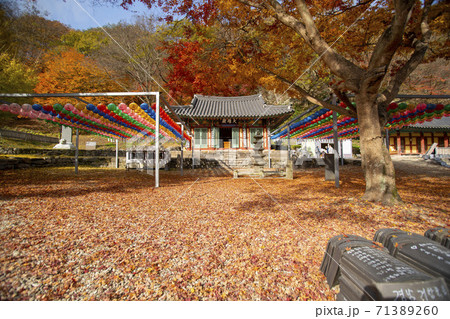 淳昌郡 秋 紅葉 71389260