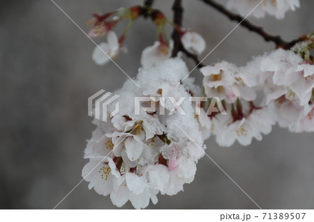 2020年3月29日 満開の桜と雪の日 桜隠し 2020年3月29日 満開の桜と雪の日 桜隠し 71389507