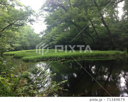 水面に生える緑 71389679