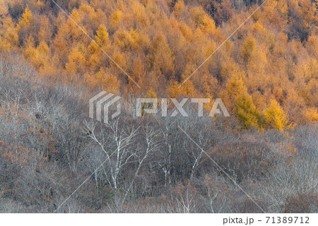 カラマツの黄葉と 落葉した白い幹のダケカンバの写真素材