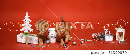 Christmaskittens. Two redheads kittens on red Christmas background of garland light, gifts, Christmas trees, Christmas tree decorations. 71390079