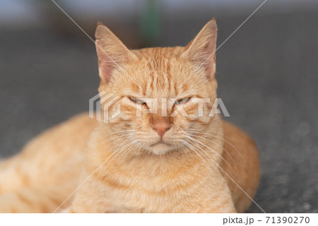 くつろぐ猫　茶トラ猫 71390270