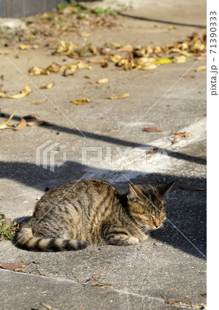 初冬の朝、日向ぼっこするキジ猫 71390333