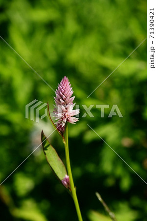 秋の野の花 野草 ノゲイトウ 河川敷の写真素材