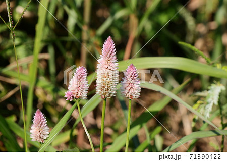秋の野の花 野草 ノゲイトウ 河川敷の写真素材