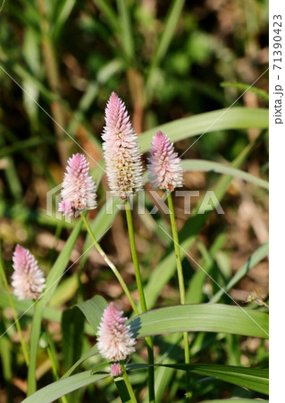 秋の野の花 野草 ノゲイトウ 河川敷の写真素材
