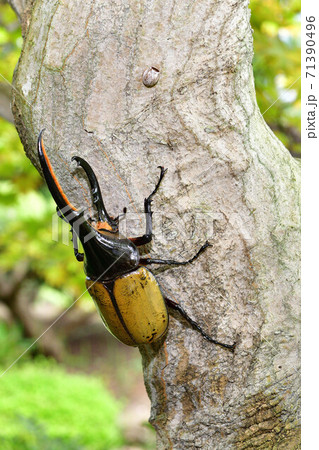 ヘラクレスヘラクレス ヘラクレスヘラクレス 71390496