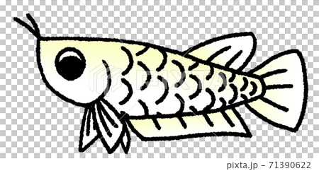 金龍魚的眼睛朝下(黃色白色) 金龍魚的眼睛朝下(黃色白色) 71390622