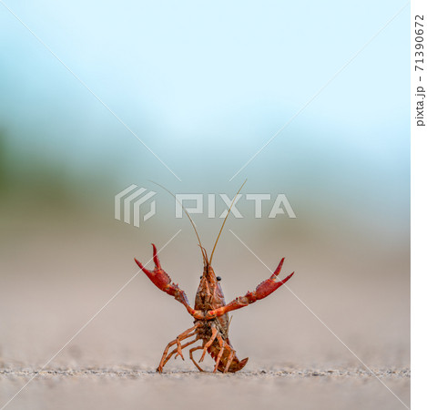 Crayfish with extended claws defending position 71390672