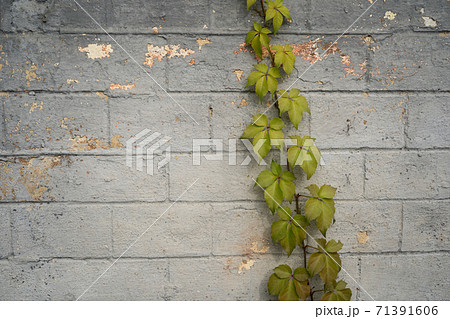 Green ivy growing on gray brick wall. Abstract background. Masonry overgrown with plant 71391606