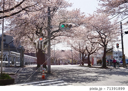 鷺沼の桜並木 鷺沼の桜並木 71391899