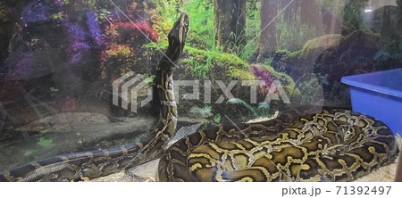 Burmese python Burmese python 71392497