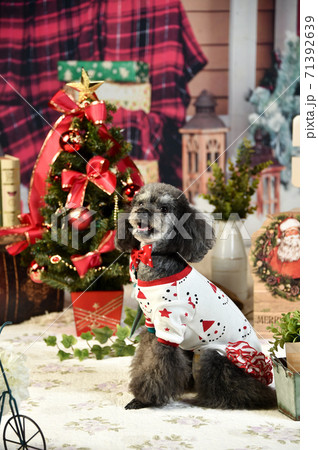 クリスマスで着飾るトイプードル 71392639
