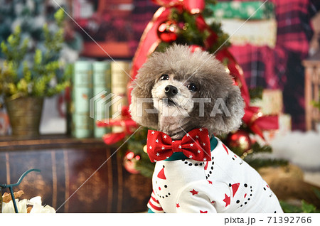 クリスマスで着飾るトイプードル クリスマスで着飾るトイプードル 71392766