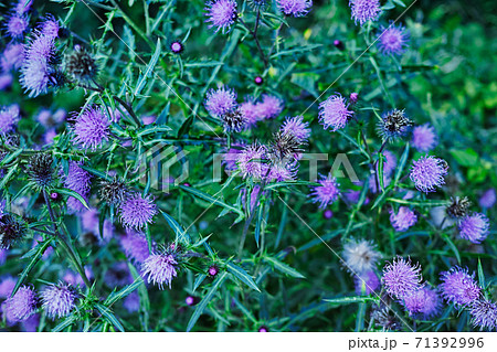 とげとげしい緑色の葉に紫色のアザミの花 71392996