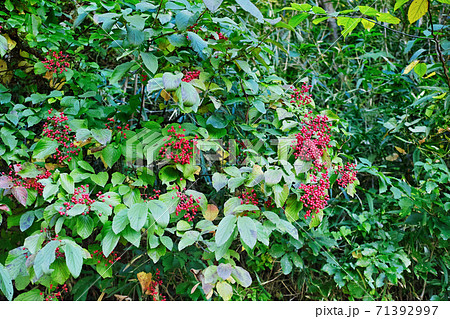 真っ赤な果実をつけたガマズミ 71392997