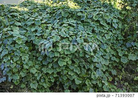 河川敷に繁殖したアレチウリと思われる植物 71393007