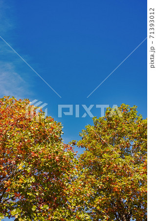 紅葉し始めた二本のユリノキと青空　縦長 71393012