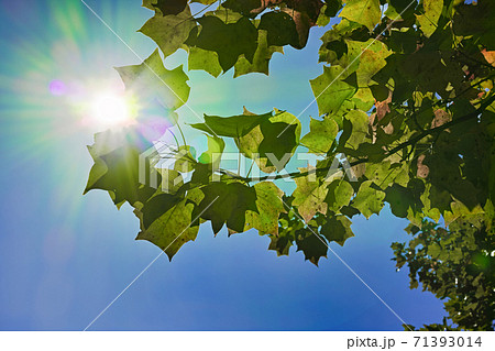 逆光の紅葉し始めたユリノキの枝葉と青空 横長 逆光の紅葉し始めたユリノキの枝葉と青空 横長 71393014